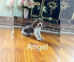 Puppy Angel Beagle