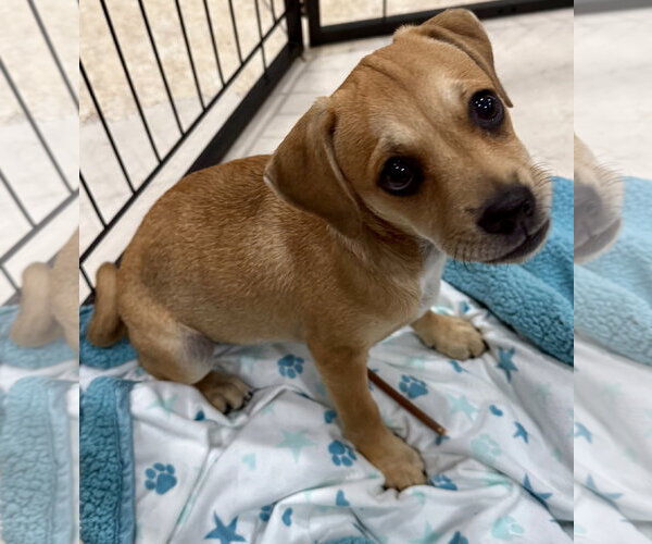 Medium Photo #2 Black Mouth Cur-Dachshund Mix Puppy For Sale in Royal Palm Beach, FL, USA