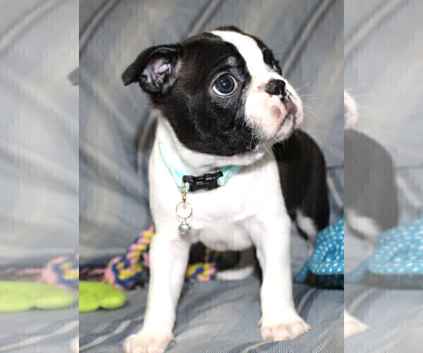 Medium Photo #8 Boston Terrier Puppy For Sale in BROOKSVILLE, FL, USA