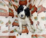 Puppy Oreo Goldendoodle