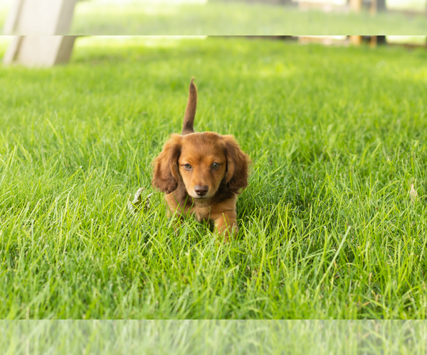 Medium Photo #6 Dachshund Puppy For Sale in BREMEN, IN, USA