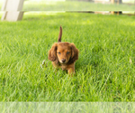 Small #5 Dachshund