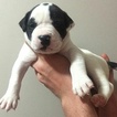 Small Photo #1 American Bulldog Puppy For Sale in CONCORD, NC, USA