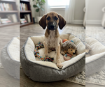 Small #1 Labrador Retriever Mix