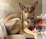 Small #10 Mutt
