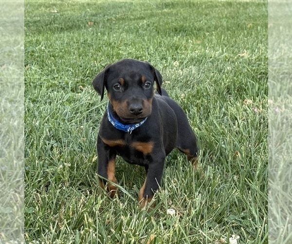 Medium Photo #14 Doberman Pinscher Puppy For Sale in NEWTON, NC, USA