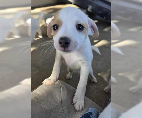 Medium Photo #3 Malchi Puppy For Sale in Oakley, CA, USA