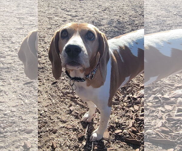 Medium Photo #2 Beagle Puppy For Sale in Las Vegas, NV, USA