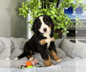 Bernese Mountain Dog Puppy for sale in FRANKLIN, IN, USA