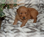 Small #3 Golden Retriever