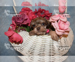 Small Photo #8 Schnauzer (Miniature) Puppy For Sale in SANGER, TX, USA