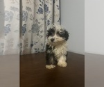 Small #63 Havanese