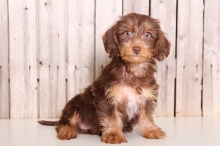 Dorkie Puppy for sale in MOUNT VERNON, OH, USA