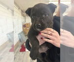 Small #2 Mutt