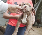 Puppy Bon Bon American Bully