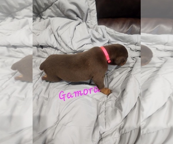 Medium Photo #18 Doberman Pinscher Puppy For Sale in SALLEY, SC, USA