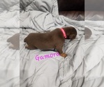 Small #17 Doberman Pinscher