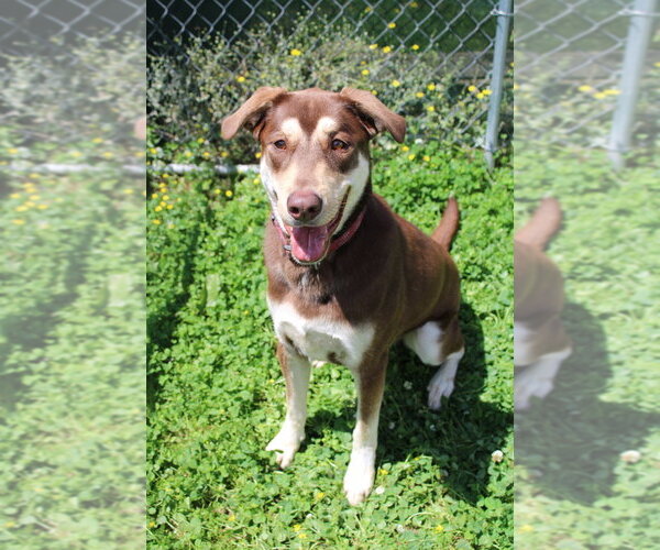 Medium Photo #2 Shepradors Puppy For Sale in Evansville, IN, USA