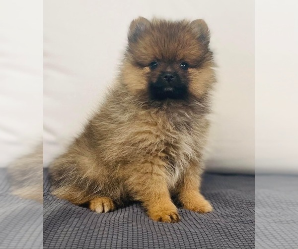 Medium Photo #1 Pomeranian Puppy For Sale in CINCINNATI, OH, USA