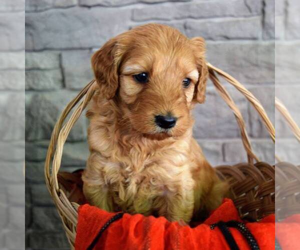 Medium Photo #2 Goldendoodle (Miniature) Puppy For Sale in SAVANNAH, TN, USA