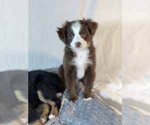 Miniature Australian Shepherd Puppy for sale in CANTON, MS, USA
