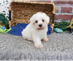 Small #11 Schnauzer (Miniature)