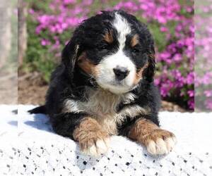 Bernedoodle Puppy for sale in NEW ENTRPRISE, PA, USA