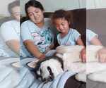 Small #3 Siberian Husky