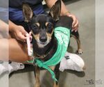 Small #1 Chihuahua Mix