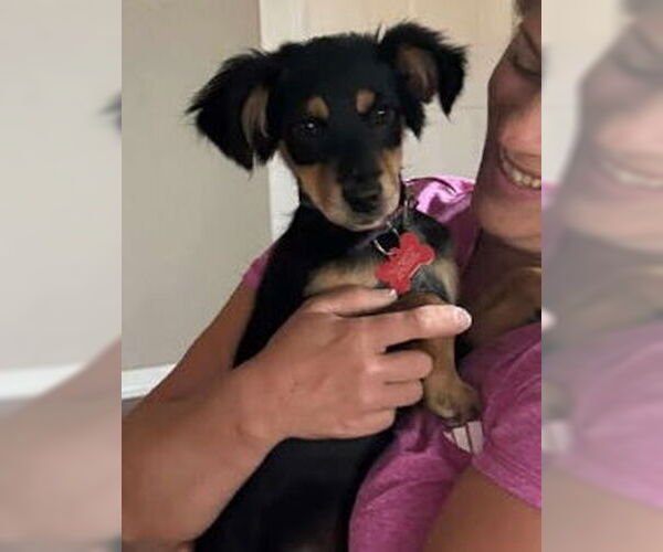 Medium Photo #4 Basenji-Unknown Mix Puppy For Sale in Grafton, WI, USA