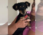 Small #3 Basenji Mix