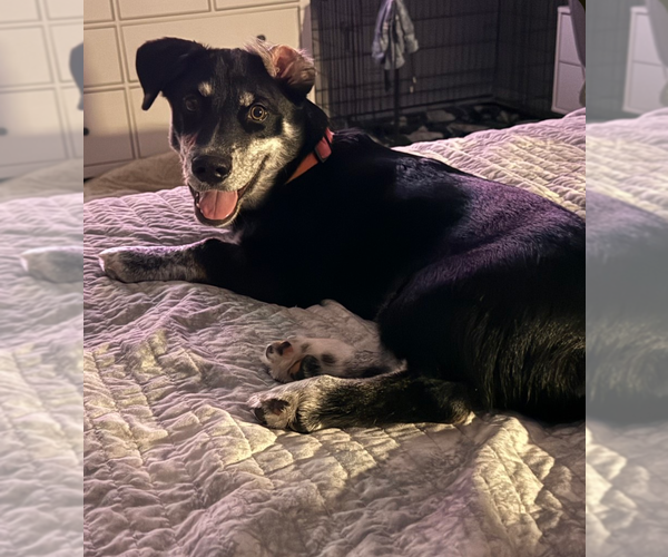 Medium Photo #2 Dachshund-Huskies  Mix Puppy For Sale in Phoenix, AZ, USA
