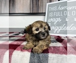 Small Photo #5 Maltipoo Puppy For Sale in FRANKLIN, IN, USA