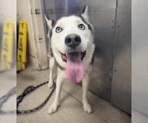 Siberian Husky Dogs for adoption in Riverside, CA, USA