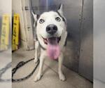TANNER - Male Siberian Husky Dog for Adoption - Small photo