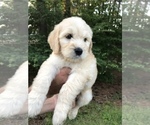 Small Photo #7 Goldendoodle Puppy For Sale in PINEHURST, NC, USA