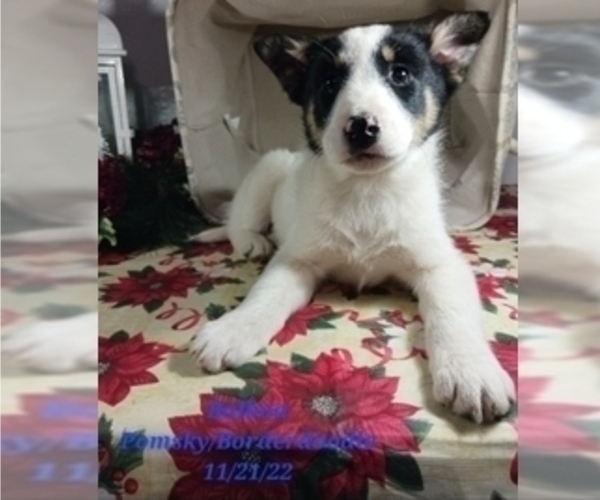 Medium Photo #1 Bordoodle-Pomsky Mix Puppy For Sale in SHIPSHEWANA, IN, USA