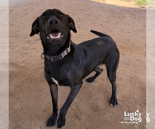 Medium Photo #2 Labrador Retriever-Unknown Mix Puppy For Sale in Washington, DC, USA