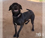 Small Photo #2 Labrador Retriever-Unknown Mix Puppy For Sale in Washington, DC, USA