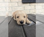 Image preview for Ad Listing. Nickname: Peanut