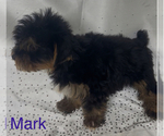 Small #2 Yorkshire Terrier