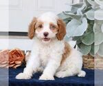 Small Photo #3 Cavapoo Puppy For Sale in NARVON, PA, USA