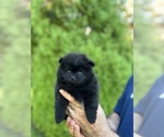 Small #17 Pomeranian