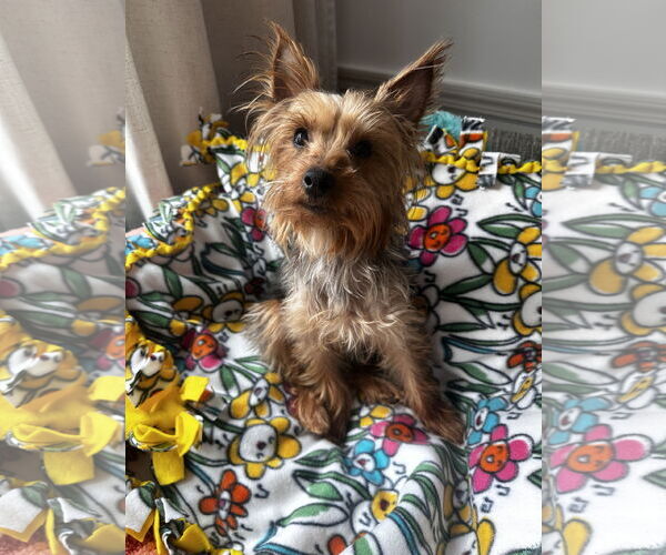 Medium Photo #12 Mutt Puppy For Sale in Allentown,, PA, USA