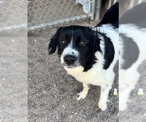 Border Collie-Great Pyrenees Mix Dogs for adoption in Webster, WI, USA