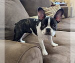 Small French Bulldog