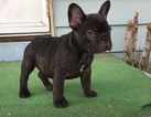 Small Photo #1 French Bulldog Puppy For Sale in ROSEVILLE, CA, USA
