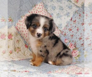 Miniature Australian Shepherd Puppy for sale in HARRISON, OH, USA