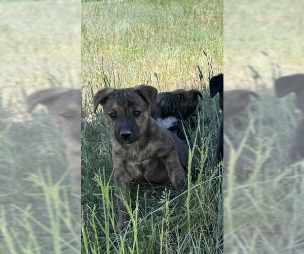 Medium Photo #3 Boxer-Unknown Mix Puppy For Sale in MIDWAY, UT, USA