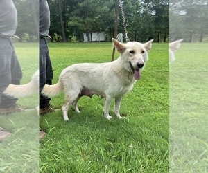 Mother of the German Shepherd Dog puppies born on 01/29/2025